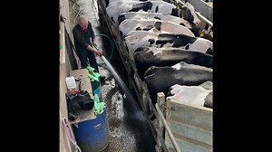 Understanding Holstein Dairy Farming Practices