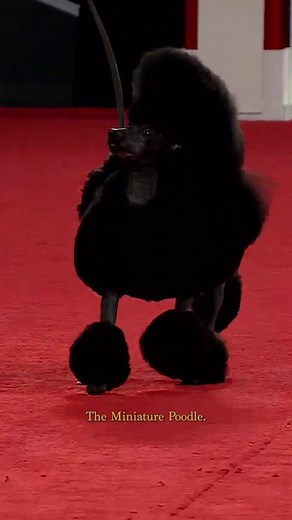 #FlashbackFriday to Sage competing in Best in Show at the 2023 AKC National Championship presented by Royal Canin! | American Kennel Club