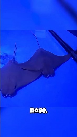 The Fish With a COW'S Nose?! 🤯