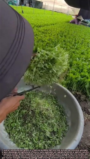 Scientific Harvesting of Leafy Greens in Agricultural Fields