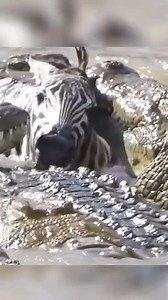 Animal Planet TV on Reels