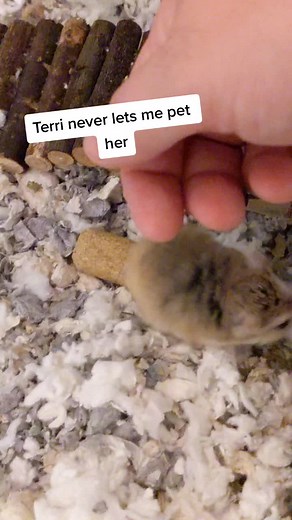 Roborovski Dwarf Hamster Critical Care and Monitoring