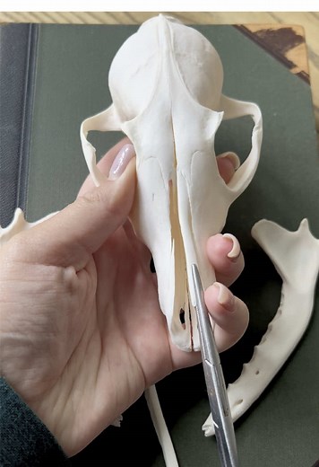Part 1: Work in Progress. I know you love behind-the-scenes videos like this😉 . . . #oddity #skullart #vultureculture #boneart #cabinetdecuriosités #animalskull #taxidermy
