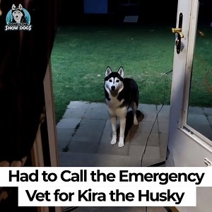4.7M views · 195 shares | Had to Call the Emergency Vet for Kira the Husky! | Snow Dogs Vlogs | Facebook