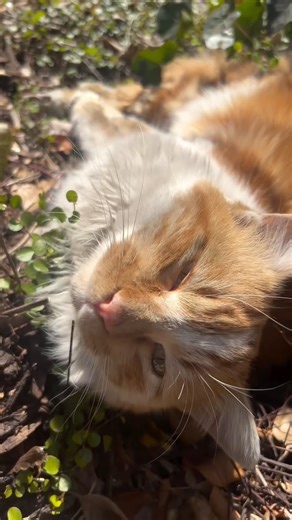 52 reactions | Everyday NOQUOI Open daily 11:00-23:00 (Closed 18:00-19:00) Sunday 11:00-18:00 駐車場について お車でお越しの方は、TSパーキングをご利用ください。 1500円以上のお会計で1時間サービス券をご利用いただけますので、お気軽にスタッフまでお声かけください！ *お近くのどこのTSパーキングでもご利用いただけます | Noquoi | Facebook