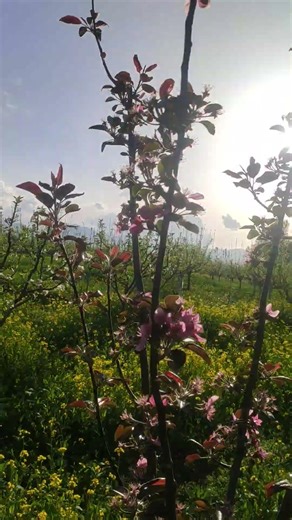 Agali video Pasand Lage to like comment share subscribe Jarur karna🙌