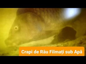 Filmare sub Apă Pescuit La Crap Sălbatic de Râu cu Camera pe Firul de Pescuit #waterwolf #underwater