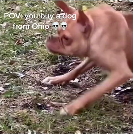 Funny Ohio Dog Memes Compilation