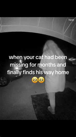When Your Missing Cat Comes Home After Months — Emotional Reunion