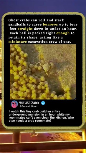This Tiny Crab Digs FASTER Than You! 🦀 #Nature #Wildlife #Amazing