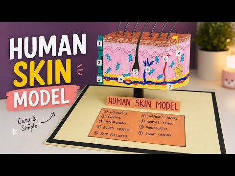 DIY Human Skin 3D Model for Science Exhibition | Easy Step-by-Step | How to Make Skin Model