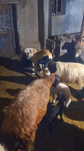 Some People Understood After Watching It 10 Times 10 Defa izleyip Anlamayan Var Brém ::) | Fırat Alkan