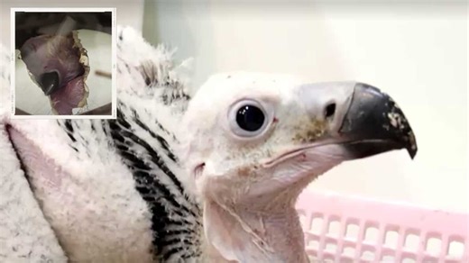 Thailand breeds first red-headed vulture successfully in 30 years