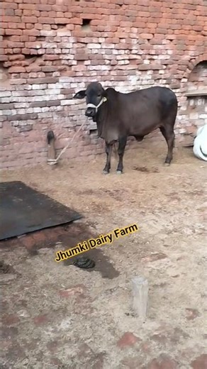 hoo.... #jhumki #dairyfarmers #baffalo #animals #cow #viralvideo