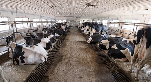 Coca-Cola under fire after undercover investigation reveals disturbing scenes at farm: 'A habitual offender'