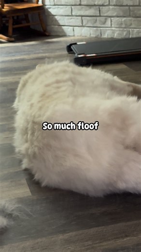 Great Pyrenees Problems! #returnofthefloof #pyreneeslife | Christie Kasko