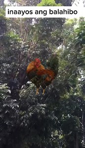 magandang araw mga ka senyal, ngayung araw tatalakayin natin, ang iba’t ibang palatandaan kung nasa tamang kundisyon ang ating alaga, “Iginagalang natin ang iba’t ibang pananaw, ngunit may ilang palatandaan, na maaari nating tingnan upang masabi kung nasa tamang kundisyon ang ating alaga. lalo na sa huling tatlong araw bago ang exam, Isa sa mga palatandaang ito, ay kapag inaayos nila ang kanilang balahibo, ito ay senyales na magaan ang pakiramdam #trending | Taduy Vlog
