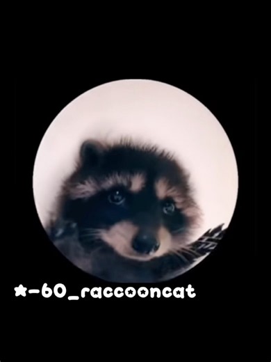 Raccoon Pedro Pedro Pedro #music #raccoon #pedro