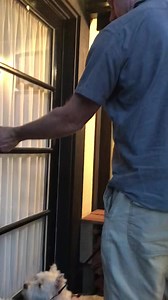 31K views · 3.4K reactions | Going home after a long hike. Pickles and Piper can’t wait to have a nap. | The Piper Chronicles | Facebook