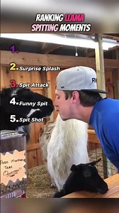 🦙💦 Top 5 Funniest Llama Spitting Moments Ever 😂 || #llamas #funny @TooFunnyTV-YT