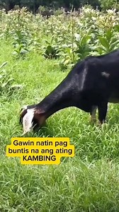 Goat Farming Tips (reels collection) #goatfarmingtips #kambing #farmlife #farming #livestockfarming | Jack E. Vagbaga