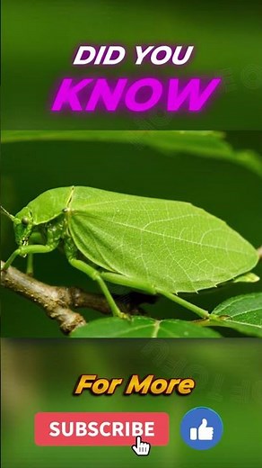 “Leaf Insect: The Creature That Looks Exactly Like a Leaf!”
