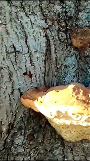 Ganoderma lucidum Fungi Hongo de la madera #explorenaturenow