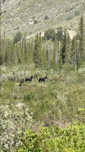 Wild Horses of Alberta Canada and one Happy Camping Dog with a Mountain View!