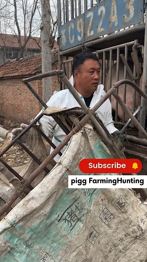 PiggFarming on Instagram: "3 Ways to Raise Pigs for BIG Farmhouse Profits! 🐷💰 Want to turn pig farming into a highly profitable business? In this video, we’ll show you three powerful ways to raise pigs in a farmhouse setting and maximize your earnings. Whether you’re just starting out or already farming, these practical tips will help you boost your farm’s profitability while ensuring your pigs grow healthy and strong. We’ll cover: ✅ The best pig breeds for fast growth and high returns ✅ Feedi