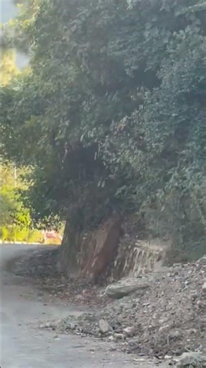 BARKING DEER 🦌#wildlife #trending #trendingshorts #shortsfeed #shorts #viralshorts #foryou #nature