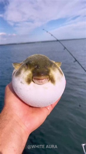 Amazing Animal Transformations: From Ordinary to Extraordinary