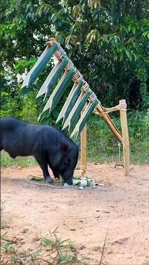 Bambu Runcing Siap Menancap Ke Target