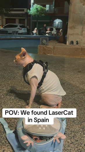 Oha 😮 #lasertag #lasercat #cat #catlover #cattok