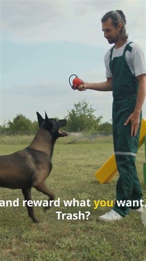 The "Guilty Dog" Myth Buster Hook: "Stop thinking your dog is guilty! 🛑" #pet #dog