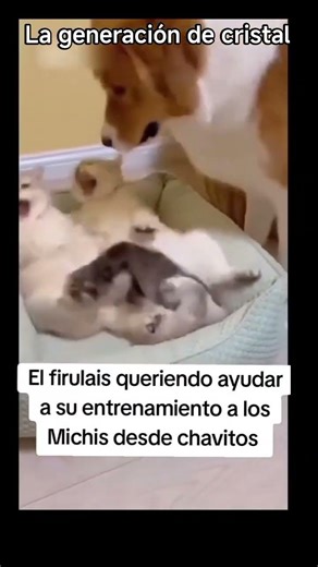 Cuando estas bien agusto viendo la tele, y te llegan con una jalada, 🤣🤣🤣 #bromas