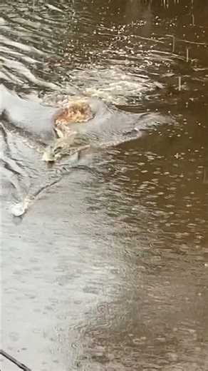 Saltwater Crocodile Chases Plastic Bottle Bait While Man Reels It in