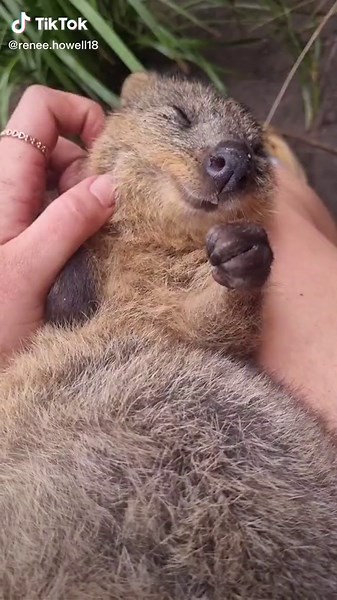 Quokka Smiling: The Cutest Marsupial in Australia