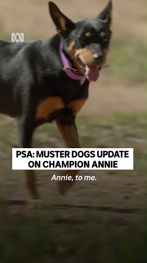“Still the princess” 👑 Muster Dogs: Where Are They Now — Stream from Sunday 7.30pm on ABC iview and ABC TV: https://ab.co/MusterDogsWhereAreTheyNow | ABC Australia