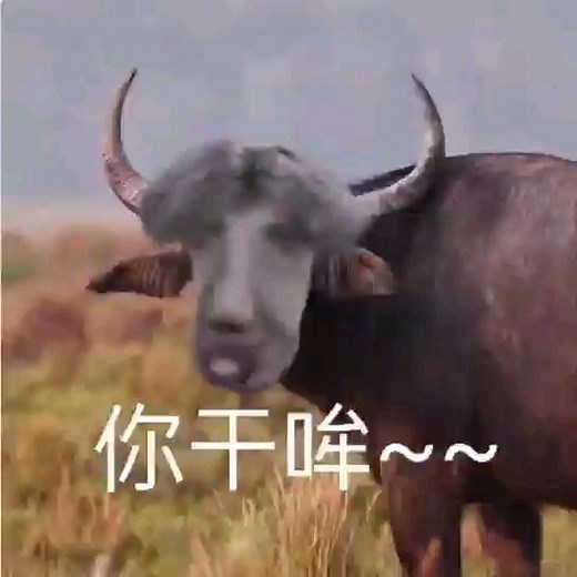 坤坤表情包合集