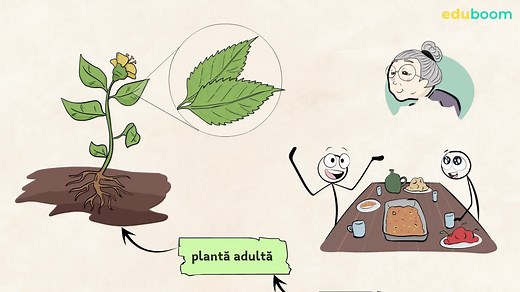 Cicluri de viață la plante. Științe ale naturii a 4-a