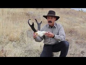 "North American Pronghorn Antelope" with Ron Spomer