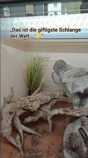 Die giftigste Schlange der Welt 😳#inlandtaipan #giftigeschlange #reptilienzoo #scheidegg #animals