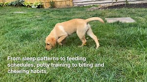 9 Week Old Puppy: Tips, Video, Schedules & What To Expect https://www.thelabradorsite.com/9-week-old-puppy/ | The Labrador Site By Red Cat Media