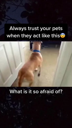 Mysterious Paranormal Encounters - Scary Ghost Sightings