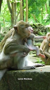 Baby monkey running to mom | Wild - Monkeys