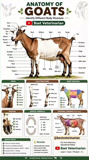 Anatomy of Goats।Different body structure of goats।#GoatAnatomy #VeterinaryEducation