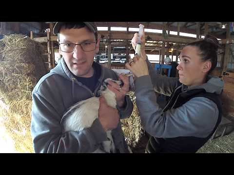 How to Tube Feed a Baby Goat | Syman Says Farms