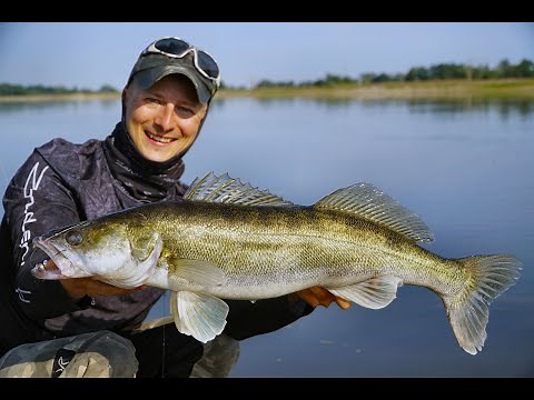 FINGER WEG von tiefen Buhnen! Angeln auf Zander in der Elbe