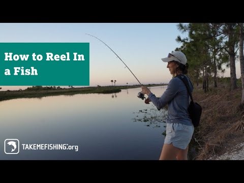 How to Reel In a Fish