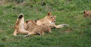 701K views · 19K reactions | Multitasking that what does all the time. She very skilled east to admire mother. You can see she is breastfeeding 2 cubs playing with the other cub. Stunning!殺殺殺 enjoy this wonderful coverage and remember to follow our page for amazing footage from the parks around the world. #lions #Lionesses #maasaimara #animals #kenyasafari #lioncubs #savage #wintertravel #africa #lions # | JB Rental Safaris | Facebook